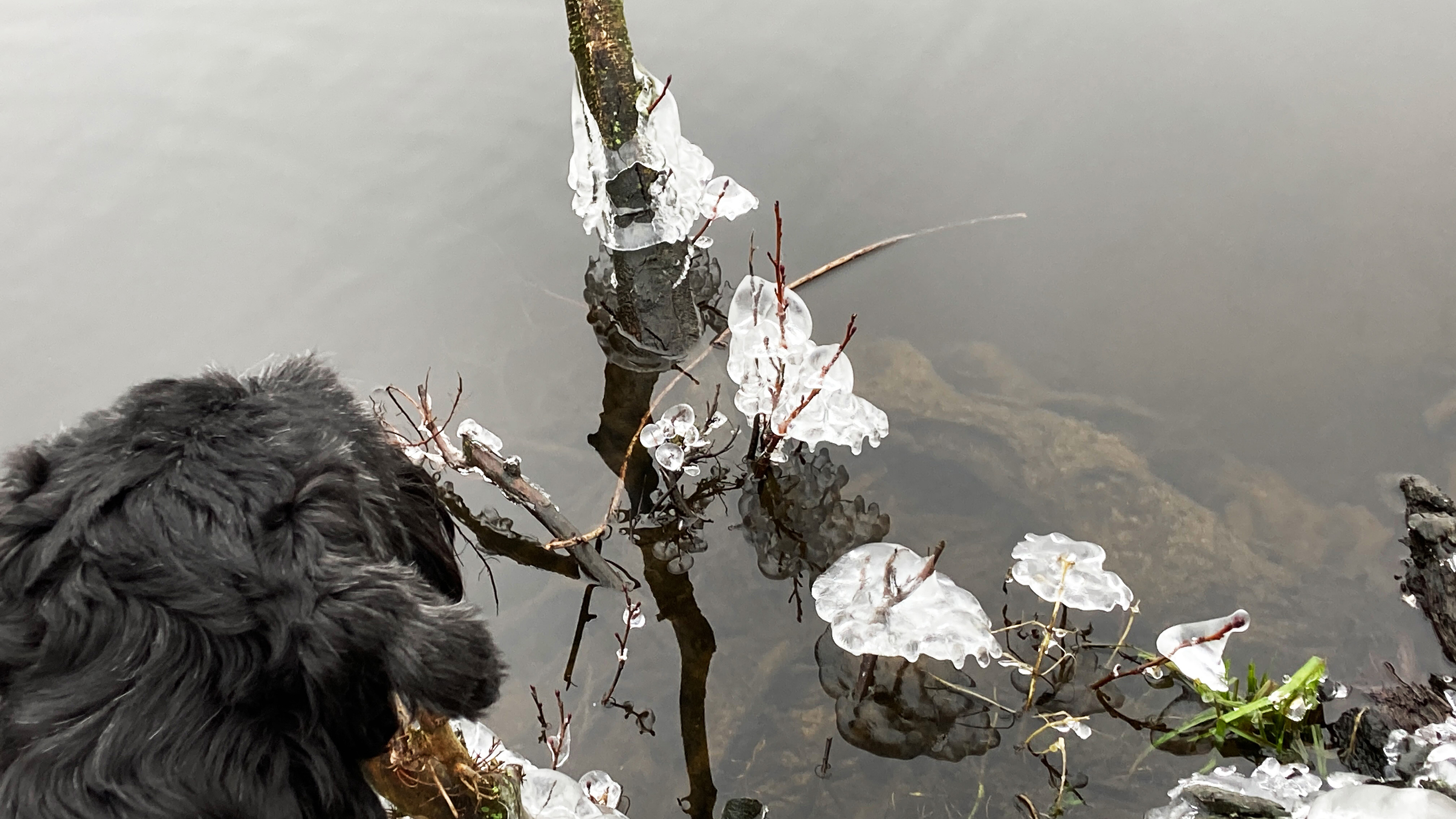 Eiskunst an den Krickenbecker Seen im Winter 2023 / 24